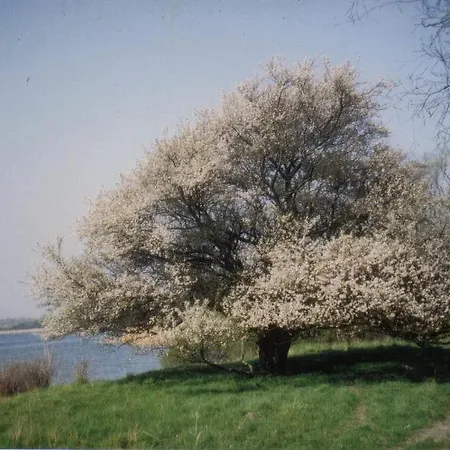 Apartment Gaestehaus Niederhof *